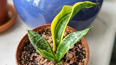 サンセベリアは育っているのに、縞模様が出ない？　それは、何か間違ったことをしているからかもしれません