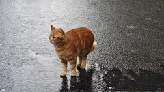 イスタンブールの猫について観光客が知っておくべきこと：アドバイスとエピソード