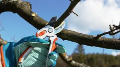 木々は驚くほど実を結びます：春の剪定の秘訣