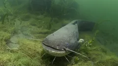 体重が数百キロにも及ぶチョウザメ:この記録保持者を恐れるべきか