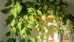 手間いらずで驚くべき効果：ポトスが空間を一変させる
