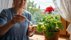 ゼラニウムやランがわずか数週間で生き返ります――この自家製薬はたった一滴で十分です