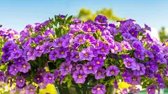 種から育てるペチュニアで失敗しない方法：収穫を守る簡単なルール