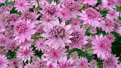 植えたらあとは放っておいても大丈夫：夏中ずっと花を咲かせる、手入れのいらない多年草