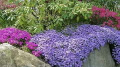 手前に植えるのに最適な低木性の多年草:手入れ不要の花壇