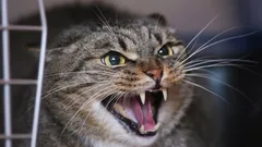 怒っているのではなく、怖がっているだけ：なぜあなたの猫は威嚇したり引っかいたりするのか